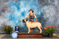 Bullmastiff #6 Sun WBM Judge Karen McFarlane