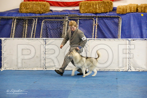 _M3_9041-AddisonHuskyMar2015-HR3