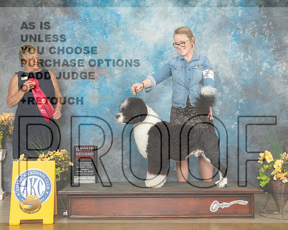 Portuguese Water Dog #5 Fri G2 Judge Cathy Daugherty-MMJ_9669-NWARK2022-HR3