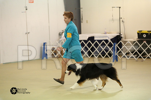Aus, Basenji-0326-HtoJan14-HR