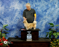 Tibetan Spaniel Helen Richards Sat Best of Breed
