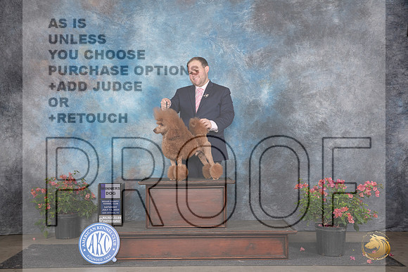 Poodle Miniature #20 Sat WD Judge Karen McFarlane __JP_5196_San Antonio_2024_HR3