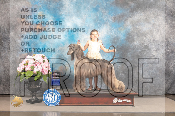 Afghan Hound #10 SAT WB BOW NCH Judge Polly Smith_MJ_6809_Houston_2022_HR3