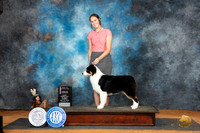 Australian Shepherd #23 Sun WDBOWBOS Judge Lisa Graser