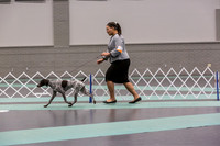 German Shorthaired Pointer Rings Sat