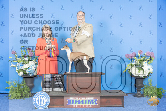 Italian Greyhound #33 THUR BOB BW WD OH NC Judge Angela Pickett__JP_8006_Houston_2024_HR3
