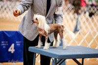 Chinese Crested Sat Ring