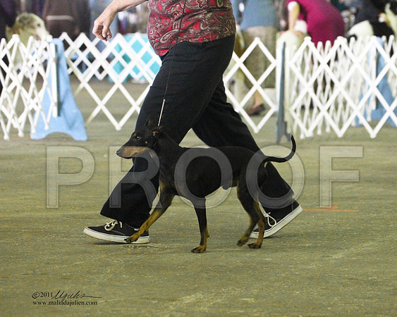Manchester Terrier - 0013
