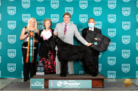 Giant Schnauzer #1141 Thur T10 4th