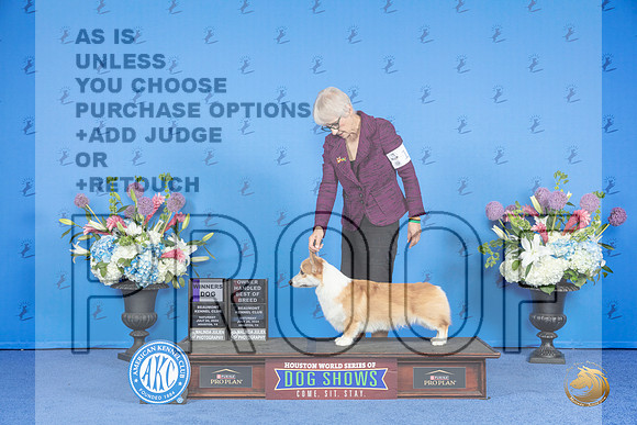 Pembroke Welsh Corgi #11 SAT WD BOBOH Judge Jamie Hubbard r__JP_9889_Houston_2024_HR3
