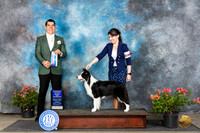 Border Collie #14 Sun BOW
