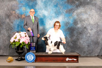 English Cocker Spaniel #12 Sat WB Judge Joe Walton