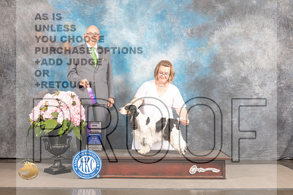 English Cocker Spaniel #12 Sat WB Judge Joe Walton_MJ_7216_Houston_2022_HR3