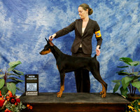 Doberman Pinscher New Champion Sarah Heinemann