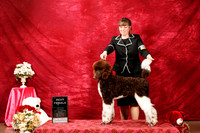 Poodle MC Standard Sat S2 Best Female