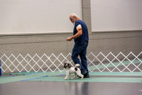 Poodle MC Sat Ring