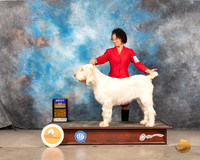 Spinoni Italiano #6 Sat BOB Judge Gary Andersen