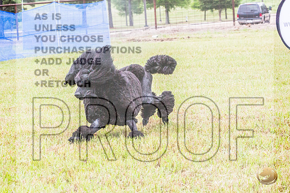Poodle Std Misty Sat 4_JJL_1112_BatesvilleMS_2024_HR3