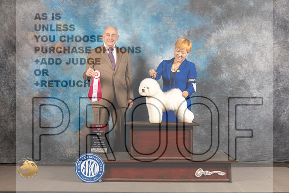 Bichon Frise #26 WED BOS Judge Joe Walton_MJ_2716_Houston_2022_HR3