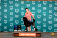 Poodle Standard MC #101 Fri G1 Total Dog Judge Sharon Griffin