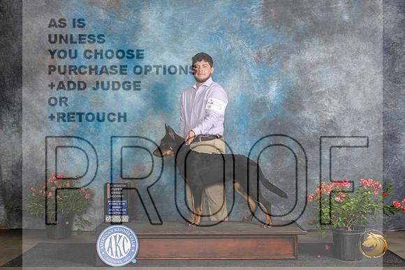 Beauceron #5 Sun BPupG2 Judge Christie Martinez__JP_5784_San Antonio_2024_HR3