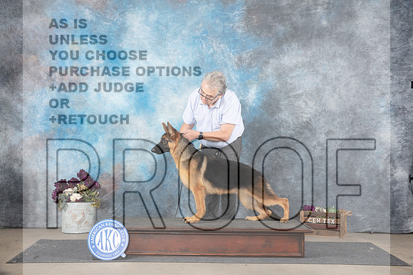 German Shepherd Dog # Oscar Queen__JP_7174_Belton_2024_HR3