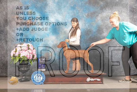 Vizsla #33 FRI BOW WD Major Judge Richard Powell_MJ_5752_Houston_2022_HR3