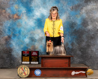 Yorkshire Terrier #9 Thurs BOSOHBOB Judge Barbara Alderman r
