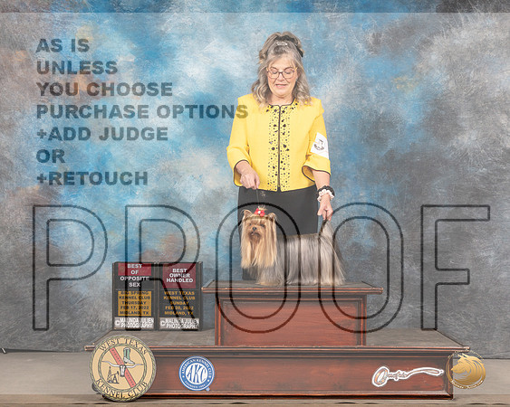 Yorkshire Terrier #9 Thurs BOSOHBOB Judge Barbara Alderman rMMJ_5179_Mdlnd2022_HR3