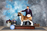 Akita #5 Sat BOB Judge Joan Liebes