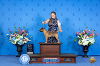 Border Terrier #23 SAT WD BOW NC M Judge Ann Yuhasz