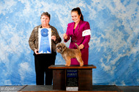 Affenpinscher #7 Sun G1 +A2