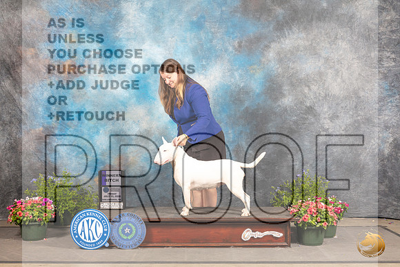 Bull Terrier #16 Thur WB Judge Robert Shreve_MJ_0077_SA_2022_HR3
