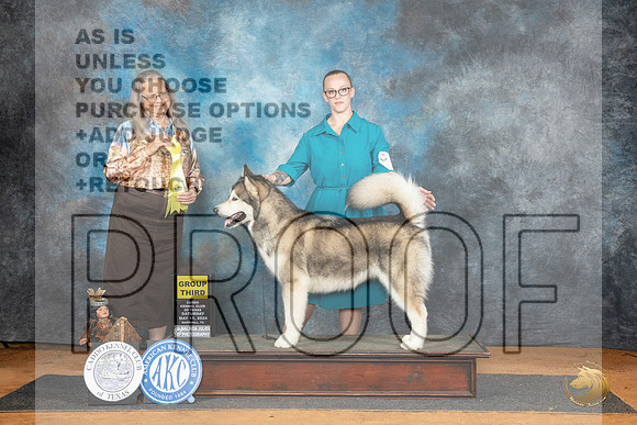 Alaskan Malamute #8 Sat G3 Judge Denise Dean__JP_8165_MARSHALL_2024_HR3