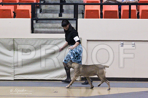 CaneCorso-2484LR