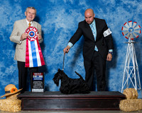 Scottish Terriers #6 Sat BiS Edell Kelli Judge Mr Terry Stacy