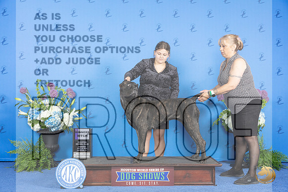 Cane Corso #8 THUR WB Judge Annella Cooper__JP_8030_Houston_2024_HR3