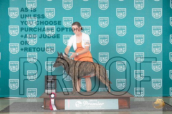 Dutch Shepherd #800 Sat TD__JP_2483_Premier_2024_HR3