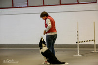 Border Collie #306  Fri Obedience Joanne Doucet