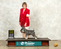 Miniature Schnauzer #? Fri G4 Judge Diana Brumbaugh