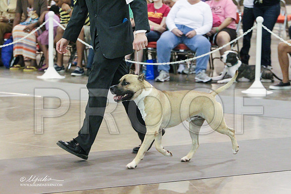 AmStaff-0620 PROOF