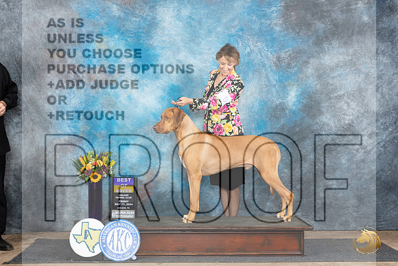 Rhodesian Ridgeback #5 Fri BOB Judge Rick Gschwender__JP_9306_Abilene_2024_HR3