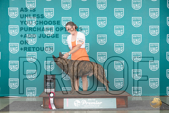 Dutch Shepherd #800 Sat TD__JP_2486_Premier_2024_HR3