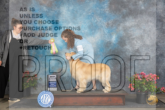 Golden Retriever #J750 Fri BJr Judge Wendy Willhauck __JP_4398_San Antonio_2024_HR3