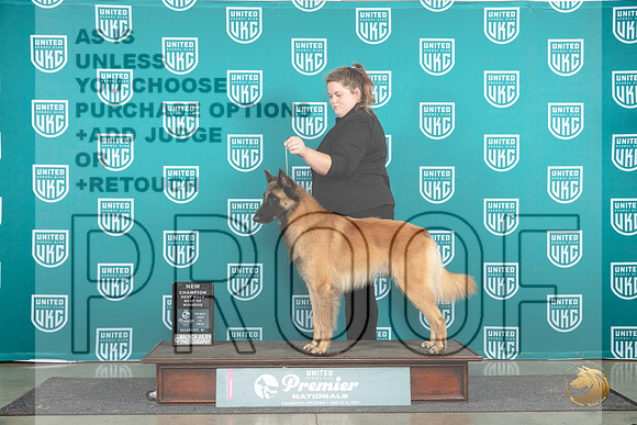 Belgian Shepherd Dog Tervuren #1250 Fri BOWCH Judge Stan Matsumoto__JP_1643_Premier_2024_HR3