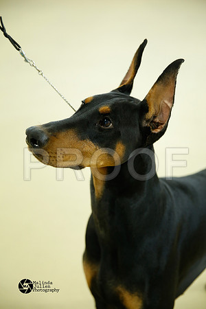 dobe-7085-HtoJan14-HR