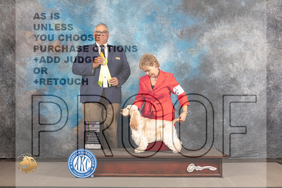 English Cocker Spaniel #28 WED BISweeps Judge John Lucas_MJ_2255_Houston_2022_HR3