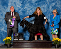 Giant Schnauzers #23 Fri WD AoM Reeb Kathleen Marina Raukhverger Judge Mr Douglas R Holloway