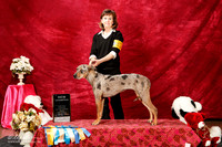 Catahoula Leopard Dog Sun S2 New Ch Sheryl Caines