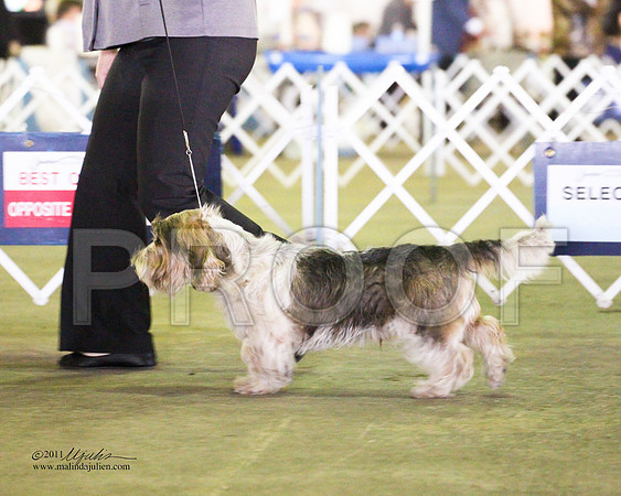 PBGV-4339